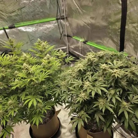 Clone plus 1