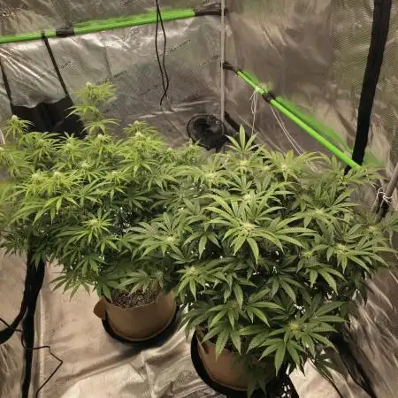 Clone plus 1