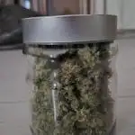 White Widow Organic