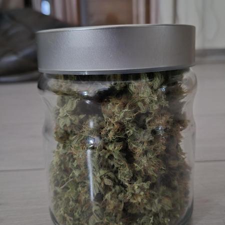 White Widow Organic