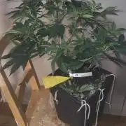 Sensi Seeds Samen Pflanze