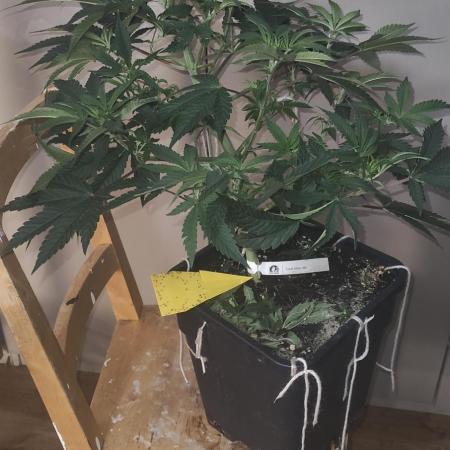 Sensi Seeds Samen Pflanze