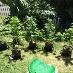 Dream Queen '19 (outdoors)