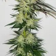 Green Crack Feminized