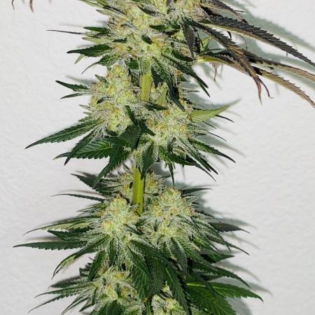Green Crack Feminized