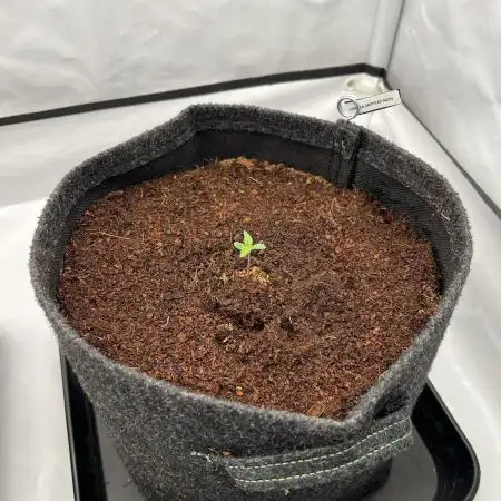 Gorilla Z Auto - FastBuds 420