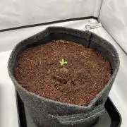 Gorilla Z Auto - FastBuds 420