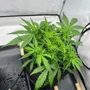 Gorilla Z Auto - FastBuds 420