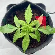 Gorilla Z Auto - FastBuds 420