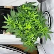 Gorilla Z Auto - FastBuds 420