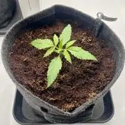 Gorilla Z Auto - FastBuds 420