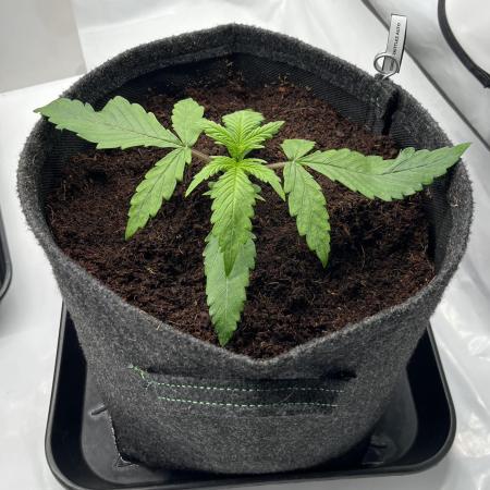 Gorilla Z Auto - FastBuds 420