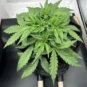 Gorilla Z Auto - FastBuds 420