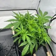 Gorilla Z Auto - FastBuds 420