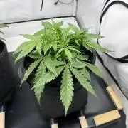 Gorilla Z Auto - FastBuds 420