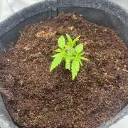 Gorilla Z Auto - FastBuds 420