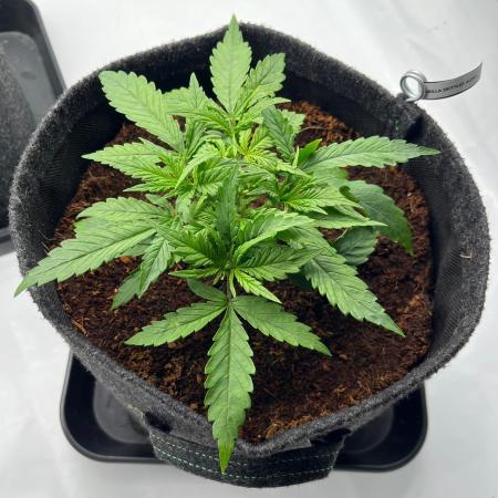 Gorilla Z Auto - FastBuds 420