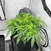 Gorilla Z Auto - FastBuds 420