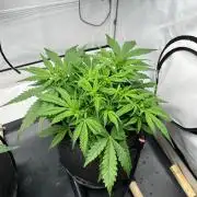 Gorilla Z Auto - FastBuds 420