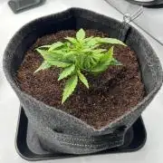 Gorilla Z Auto - FastBuds 420