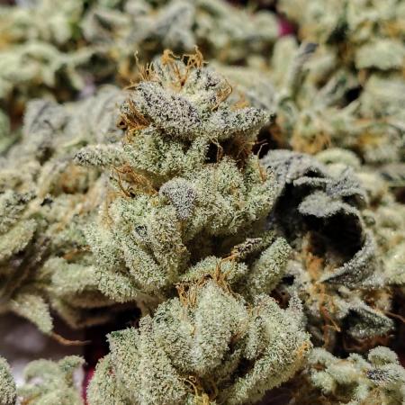 Purple Punch - Seeds Genetics