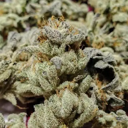 Purple Punch - Seeds Genetics