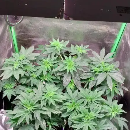 Purple Punch - Seeds Genetics
