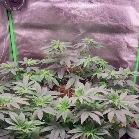 Purple Punch - Seeds Genetics