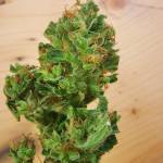 Sweet ZZ auto by RQS