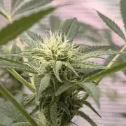 Sherb Queen  RQS