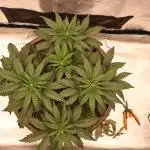 Twentytwenty El Diablo Auto