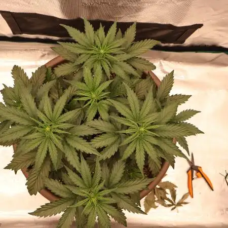 Twentytwenty El Diablo Auto