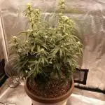 Twentytwenty El Diablo Auto