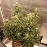 Twentytwenty El Diablo Auto