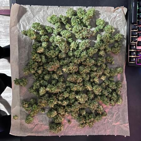 Zookies Auto, White Rhino Auto, Honey Peach Auto CBD
