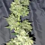 Pound dawg f4