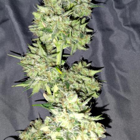 Pound dawg f4