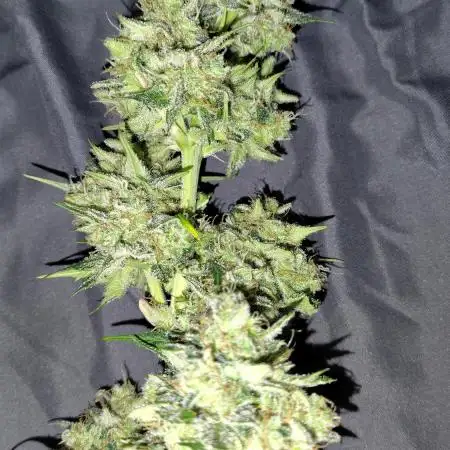 Pound dawg f4