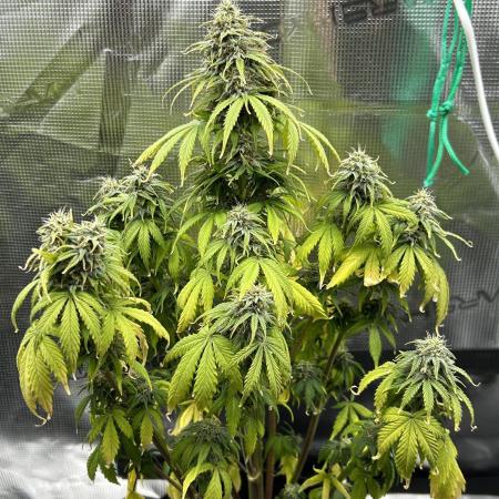 Sticky Broccoli / Crit autos