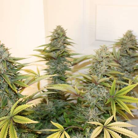 Hippie Therapy CBD - Exotic Seed 