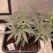 Sugar Larry - EXOTIC SEED