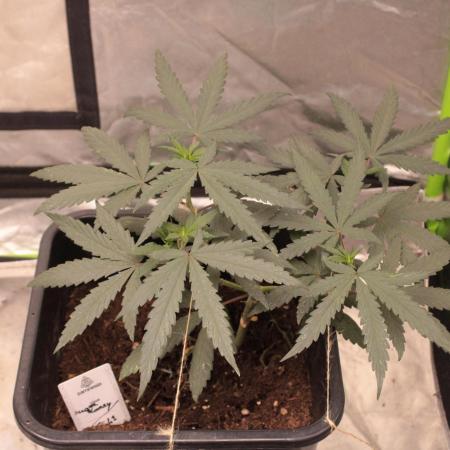 Sugar Larry - EXOTIC SEED