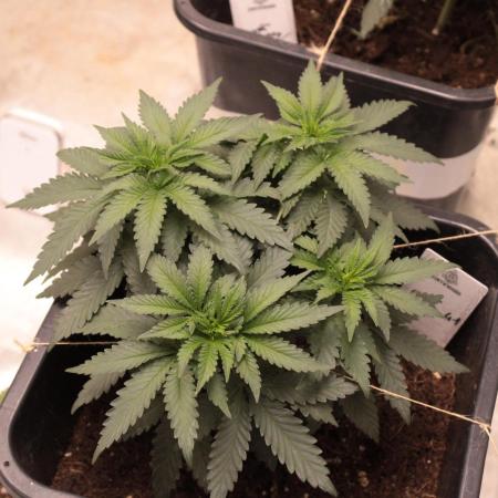 GELATO 41 - WeedSeedExpress