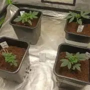 Sugar Larry - EXOTIC SEED