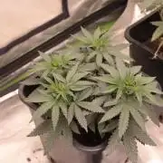 BUBBLEGUM - Zamnesia Seeds