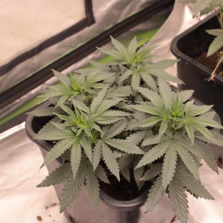 BUBBLEGUM - Zamnesia Seeds