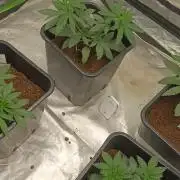 Sugar Larry - EXOTIC SEED