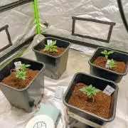Sugar Larry - EXOTIC SEED