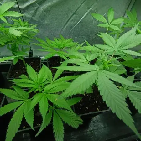 #CLONES# Tropicanna Poison Fast Version