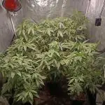 #CLONES# Tropicanna Poison Fast Version